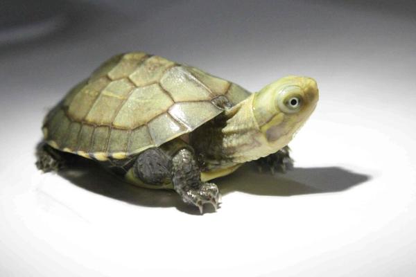 石金錢龜吃什么食物 金錢龜不吃東西怎么辦