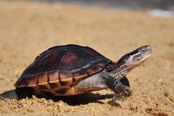 石金錢龜吃什么食物 金錢龜不吃東西怎么辦