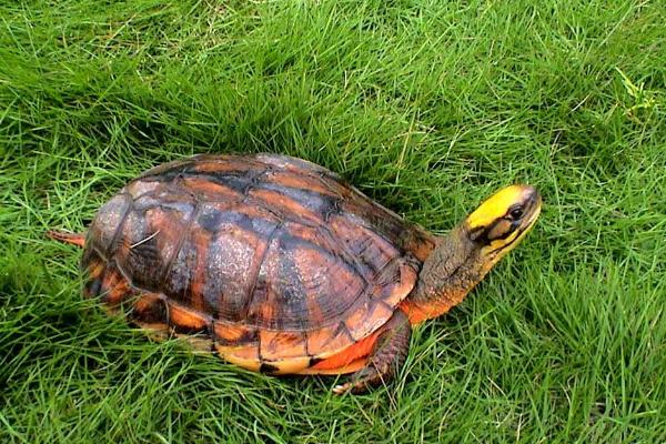 石金錢龜吃什么食物 金錢龜不吃東西怎么辦