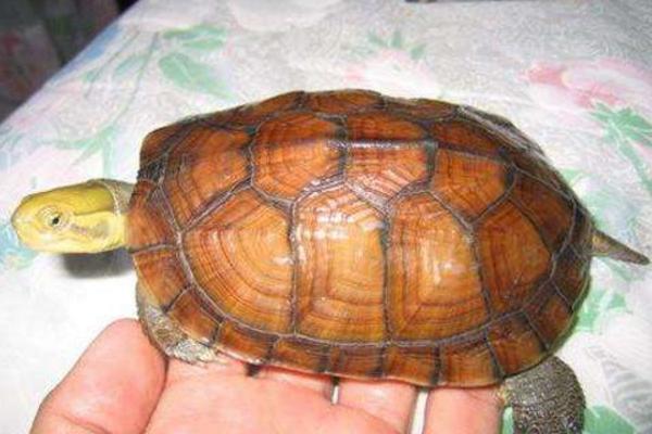 石金錢龜吃什么食物 金錢龜不吃東西怎么辦