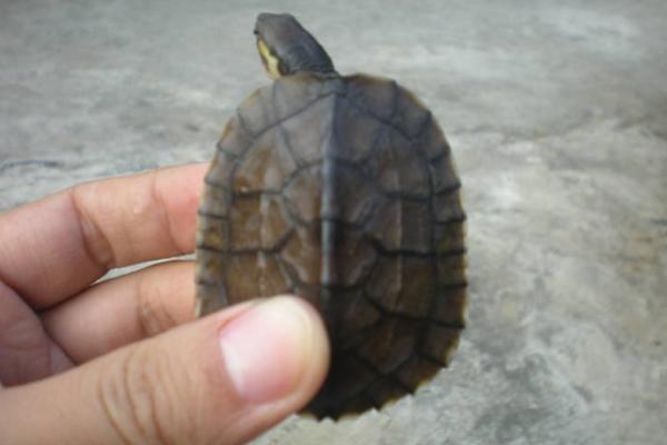 石金錢龜吃什么食物 金錢龜不吃東西怎么辦