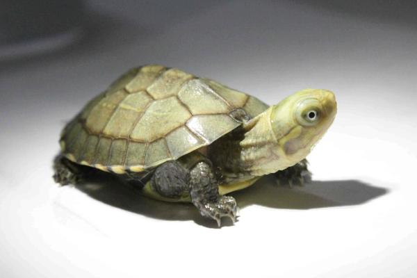 石金錢龜怎樣分公母 金錢龜多久喂一次