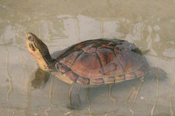 石金錢龜怎樣分公母 金錢龜多久喂一次