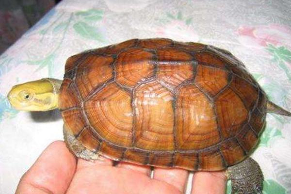 石金錢龜怎樣分公母 金錢龜多久喂一次