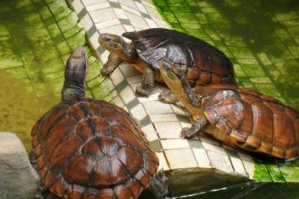 石金錢龜怎樣分公母 金錢龜多久喂一次