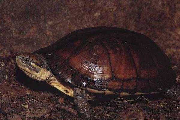 石金錢龜怎樣分公母 金錢龜多久喂一次