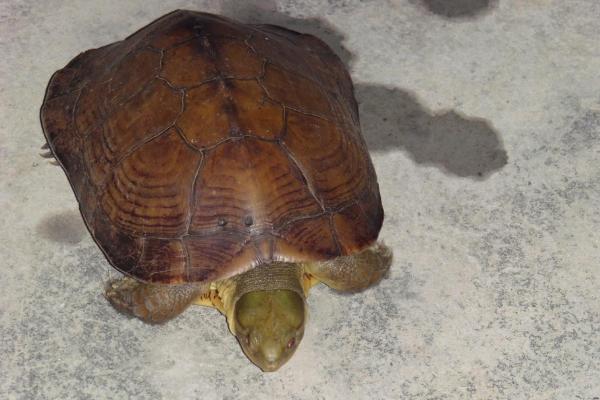 石金錢龜養(yǎng)殖技術與注意事項 石金錢龜苗的挑選方法