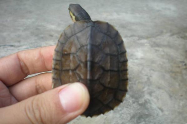 石金錢龜養(yǎng)殖技術(shù)與注意事項(xiàng) 石金錢龜苗的挑選方法