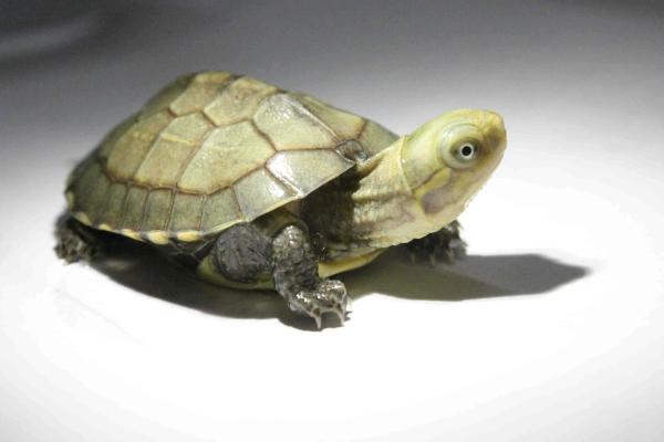 石金錢龜養(yǎng)殖技術(shù)與注意事項(xiàng) 石金錢龜苗的挑選方法