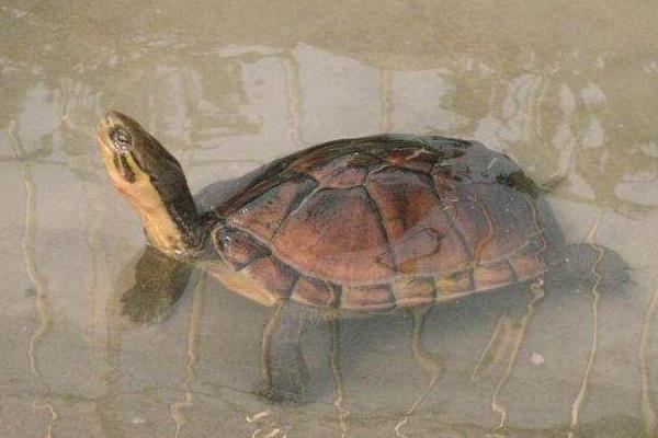 石金錢龜養(yǎng)殖技術(shù)與注意事項(xiàng) 石金錢龜苗的挑選方法