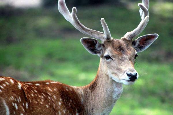 梅花鹿好養嗎 梅花鹿養殖技術與注意事項