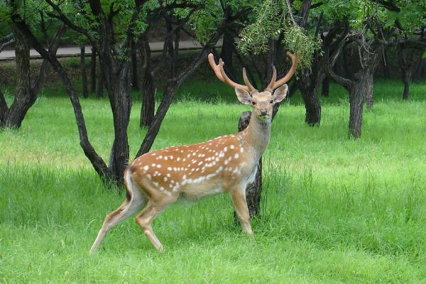 梅花鹿好養嗎 梅花鹿養殖技術與注意事項