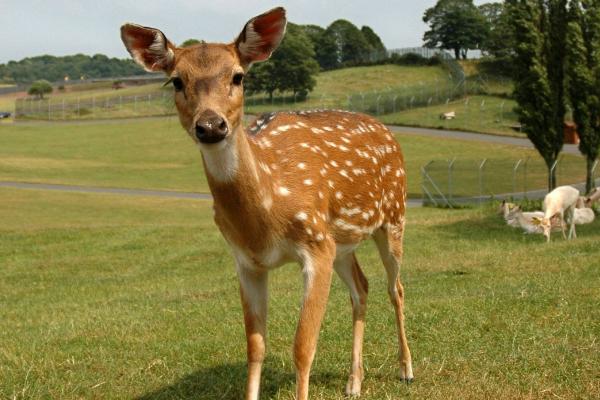 梅花鹿好養嗎 梅花鹿養殖技術與注意事項