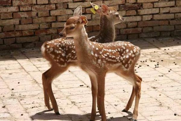 梅花鹿好養嗎 梅花鹿養殖技術與注意事項
