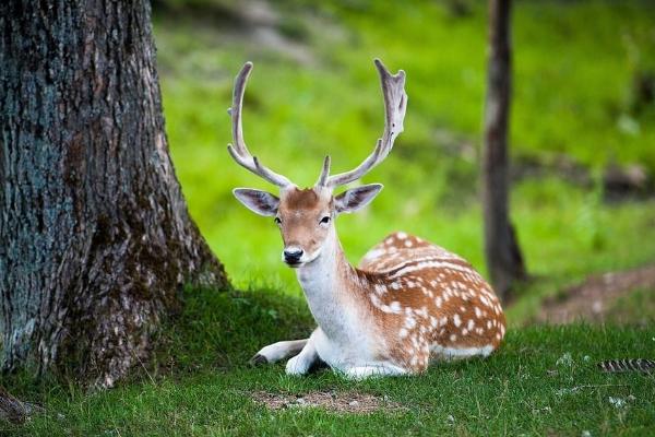 梅花鹿好養嗎 梅花鹿養殖技術與注意事項