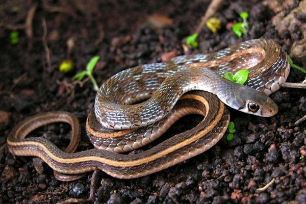 為什么養蛇虧的人多 養蛇最大的難題是什么