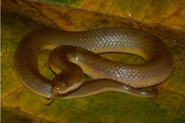 水蛇的功效與作用及禁忌 水蛇的藥用價值