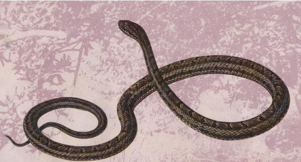 雙斑錦蛇有毒嗎 雙斑錦蛇好不好養