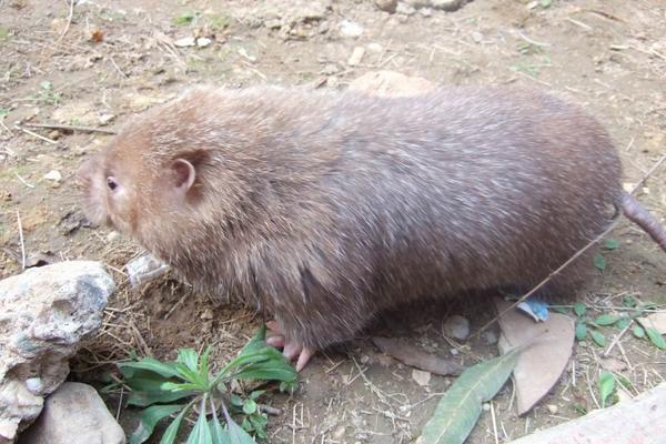 竹鼠好養殖嗎 養植竹鼠前景怎么樣