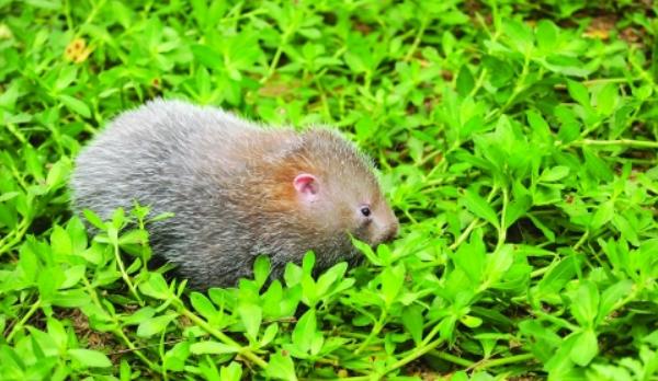 竹鼠一年繁殖幾次 竹鼠一年生幾胎 竹鼠懷孕有什么特征