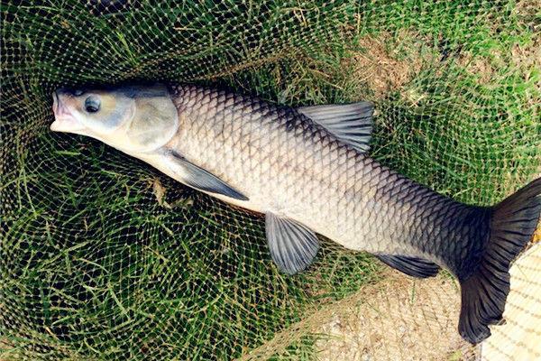 青魚和草魚哪個貴 青魚和草魚哪個好吃
