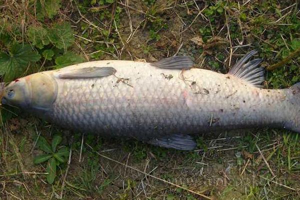 青魚和草魚哪個貴 青魚和草魚哪個好吃