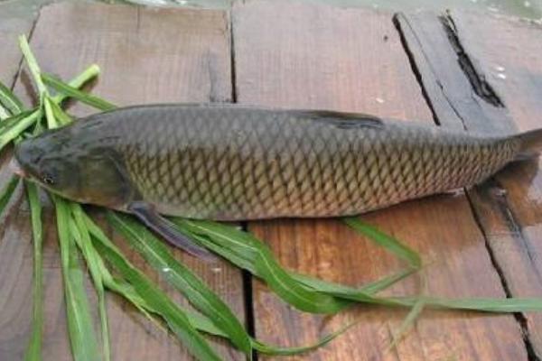 青魚和草魚哪個貴 青魚和草魚哪個好吃