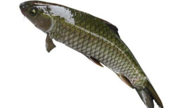 青魚和草魚哪個貴 青魚和草魚哪個好吃