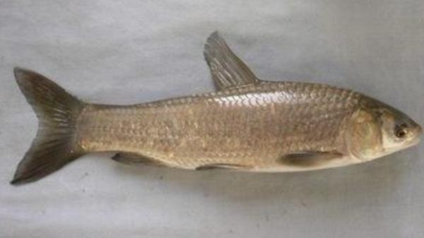 青魚和草魚哪個貴 青魚和草魚哪個好吃