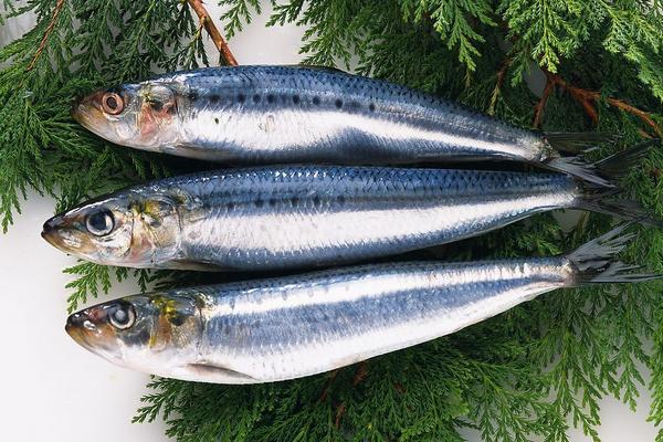 青魚吃什么食物 青魚一年能長多少斤 青魚最大能長多少斤