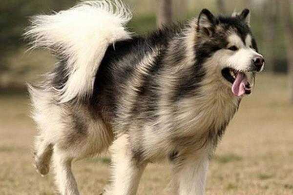 阿拉斯加犬能吃米飯嗎 阿拉斯加犬如何喂養(yǎng)