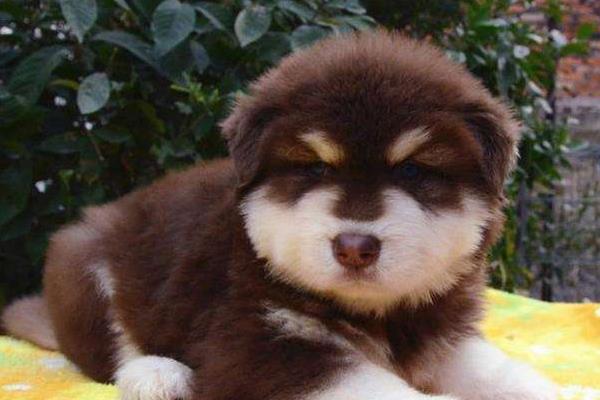 阿拉斯加犬能吃米飯嗎 阿拉斯加犬如何喂養(yǎng)