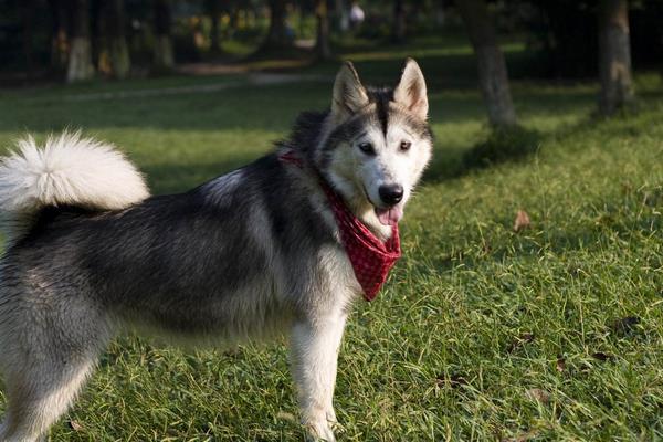 阿拉斯加犬能吃米飯嗎 阿拉斯加犬如何喂養(yǎng)