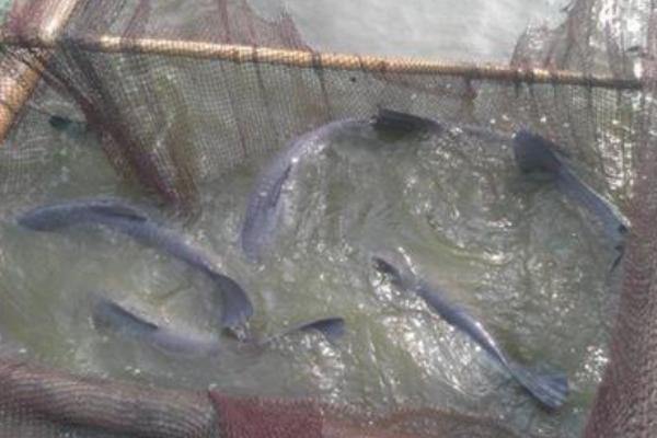 青魚吃什么食物 青魚一年能長(zhǎng)多少斤 青魚最大能長(zhǎng)多少斤