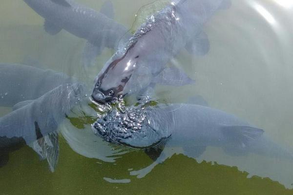 青魚吃什么食物 青魚一年能長(zhǎng)多少斤 青魚最大能長(zhǎng)多少斤