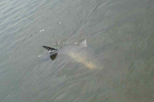 青魚吃什么食物 青魚一年能長(zhǎng)多少斤 青魚最大能長(zhǎng)多少斤