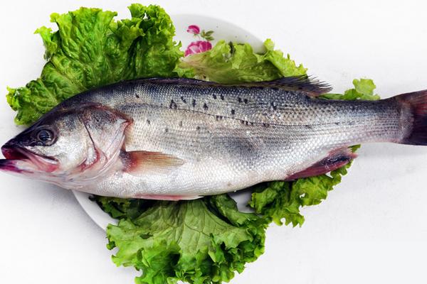 海鱸魚怎么做好吃又簡單 海鱸魚和淡水鱸魚哪個好