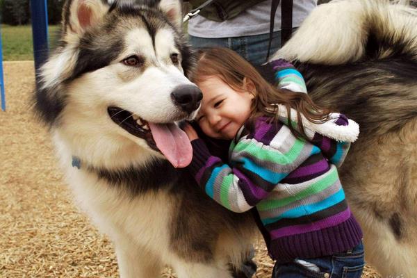 阿拉斯加犬適合家養(yǎng)嗎 阿拉斯加犬有幾個(gè)品種