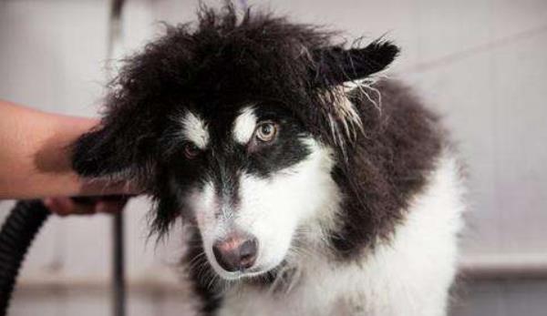 阿拉斯加犬適合家養(yǎng)嗎 阿拉斯加犬有幾個(gè)品種