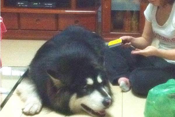 阿拉斯加犬適合家養(yǎng)嗎 阿拉斯加犬有幾個(gè)品種