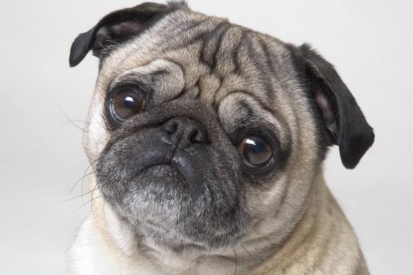 巴哥犬市場價格多少錢一只 巴哥犬好養嗎