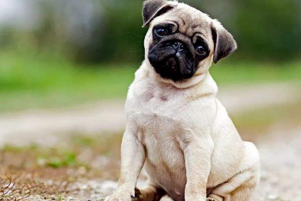 巴哥犬市場價格多少錢一只 巴哥犬好養嗎