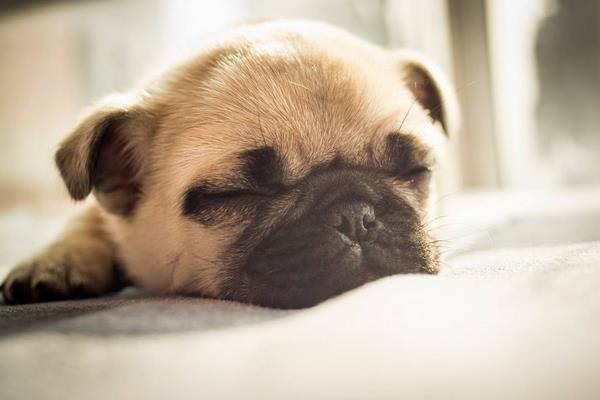 巴哥犬市場價格多少錢一只 巴哥犬好養嗎