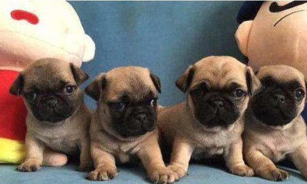 巴哥犬市場價格多少錢一只 巴哥犬好養嗎