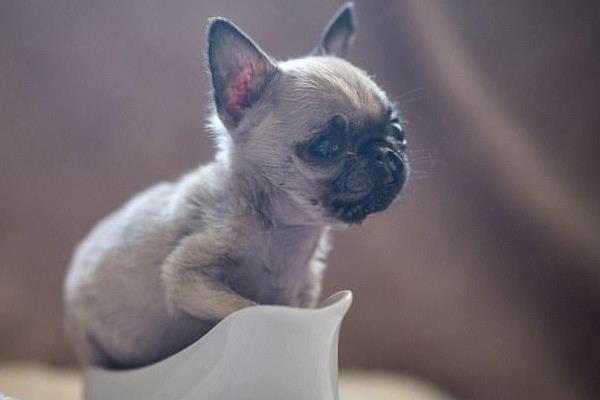 巴哥犬市場價格多少錢一只 巴哥犬好養嗎