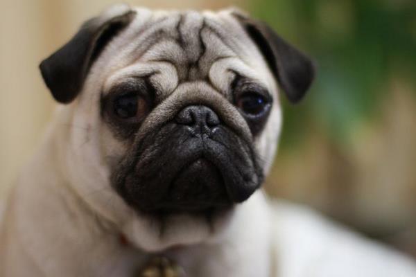 八哥犬好養(yǎng)嗎 八哥犬如何訓(xùn)練