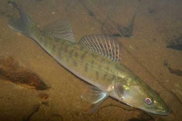 淡水鱸魚養殖技術 鱸魚養殖的水溫條件