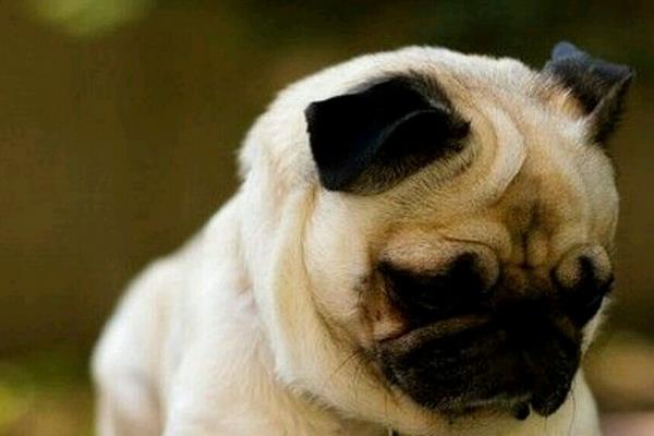 八哥犬市場價(jià)格多少錢一只 八哥犬怎么訓(xùn)練大小便