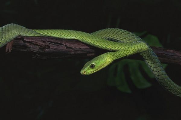 夢見養蛇是什么意思 夢到自己養蛇有什么預兆