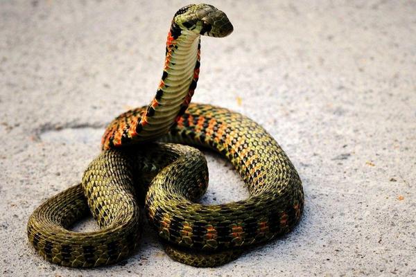 夢見養蛇是什么意思 夢到自己養蛇有什么預兆